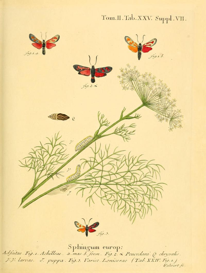 Die Schmetterlinge in Abbildungen nach der Natur (Tab. XXV) (8141922660)