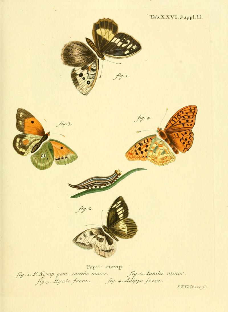 Die Schmetterlinge in Abbildungen nach der Natur (Tab. XXVI) (6102750681)