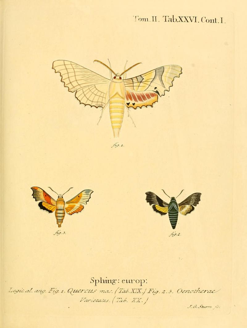 Die Schmetterlinge in Abbildungen nach der Natur (Tab. XXVI) (8141893231)
