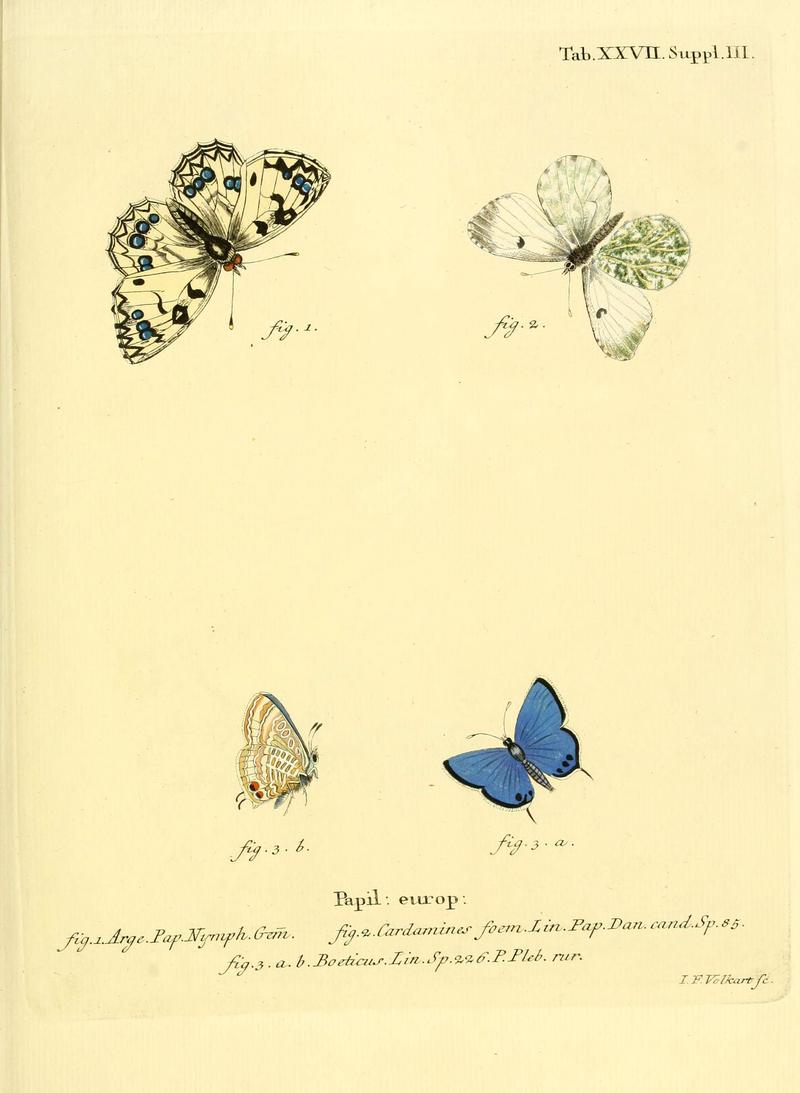 Die Schmetterlinge in Abbildungen nach der Natur (Tab. XXVII) (6103298700)