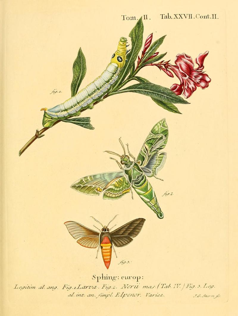 Die Schmetterlinge in Abbildungen nach der Natur (Tab. XXVII) (8141923790)