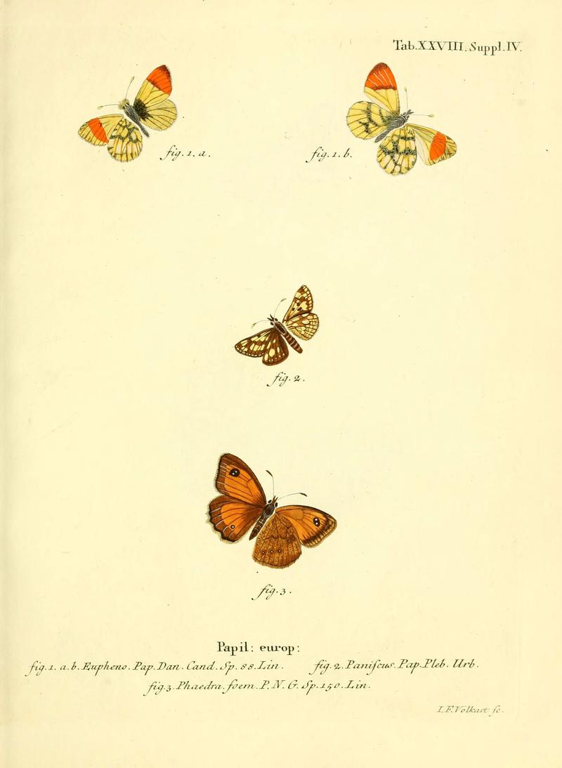 Die Schmetterlinge in Abbildungen nach der Natur (Tab. XXVIII) (6102755691)