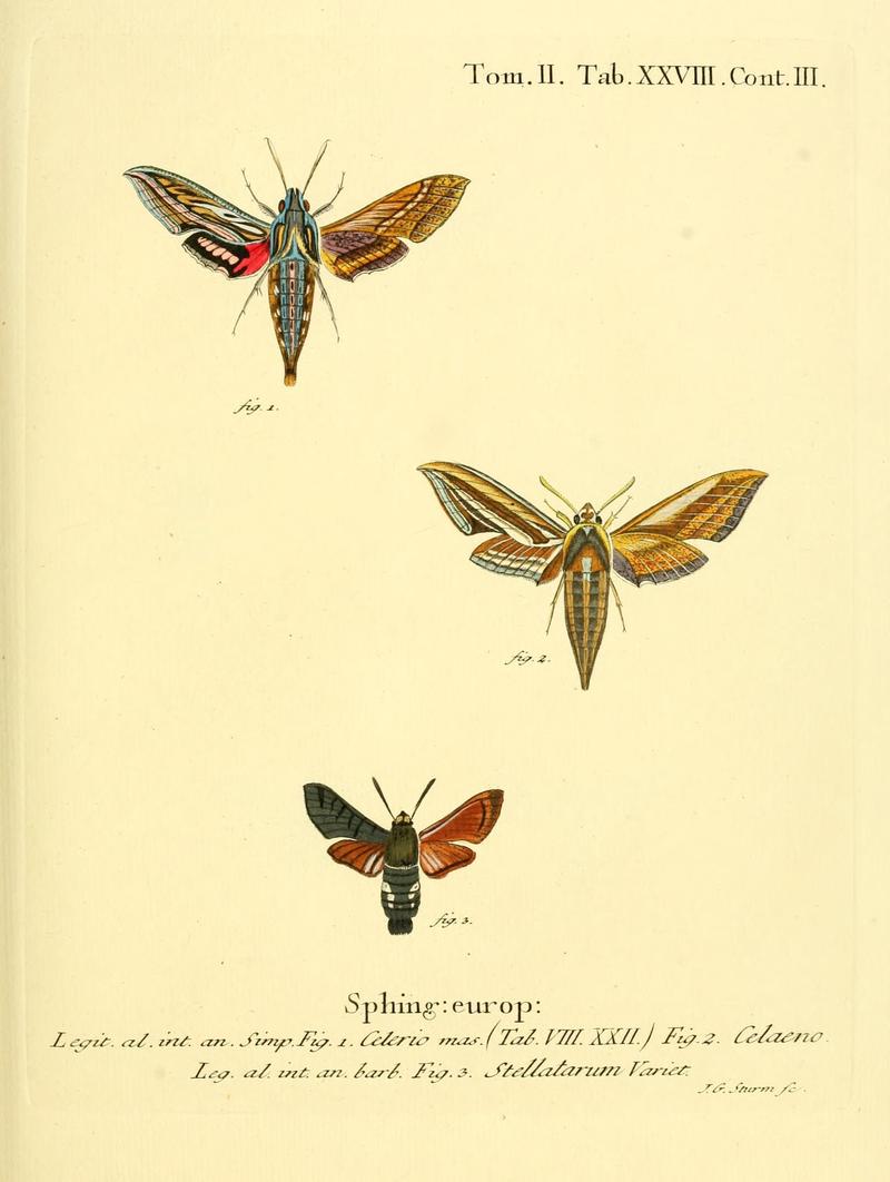 Die Schmetterlinge in Abbildungen nach der Natur (Tab. XXVIII) (8141894573)