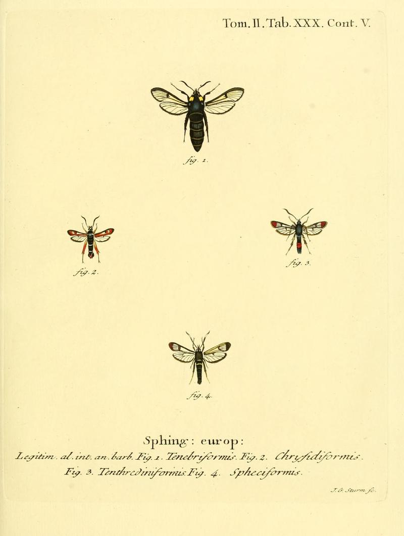 Die Schmetterlinge in Abbildungen nach der Natur (Tab. XXX) (8141895753)
