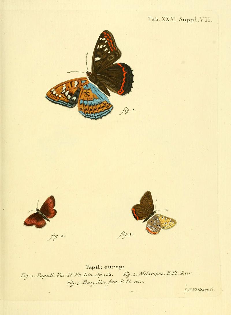 Die Schmetterlinge in Abbildungen nach der Natur (Tab. XXXI) (6103303000)