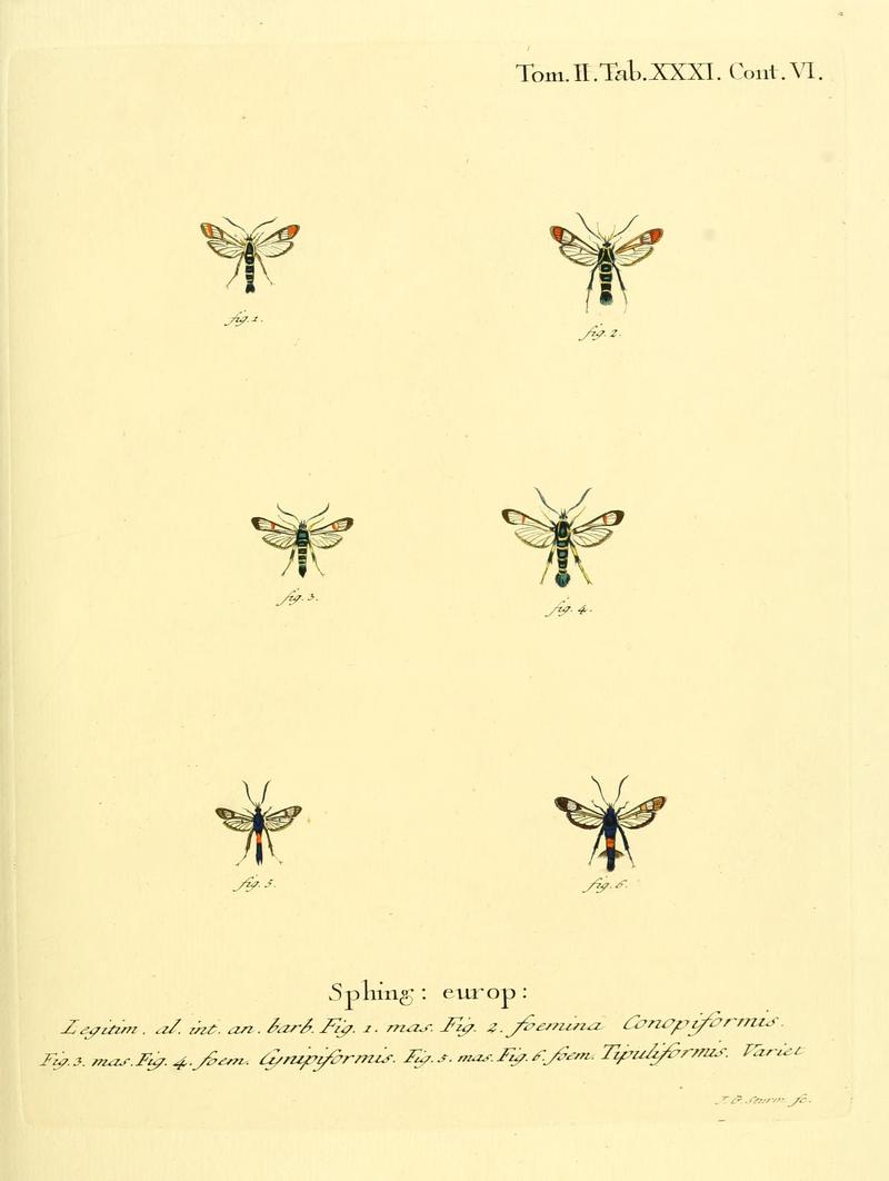Die Schmetterlinge in Abbildungen nach der Natur (Tab. XXXI) (8141926446)