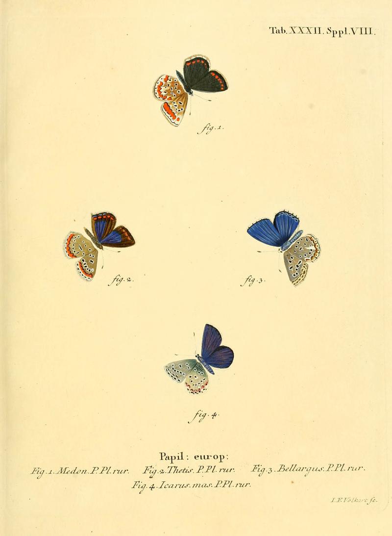 Die Schmetterlinge in Abbildungen nach der Natur (Tab. XXXII) (6103303478)