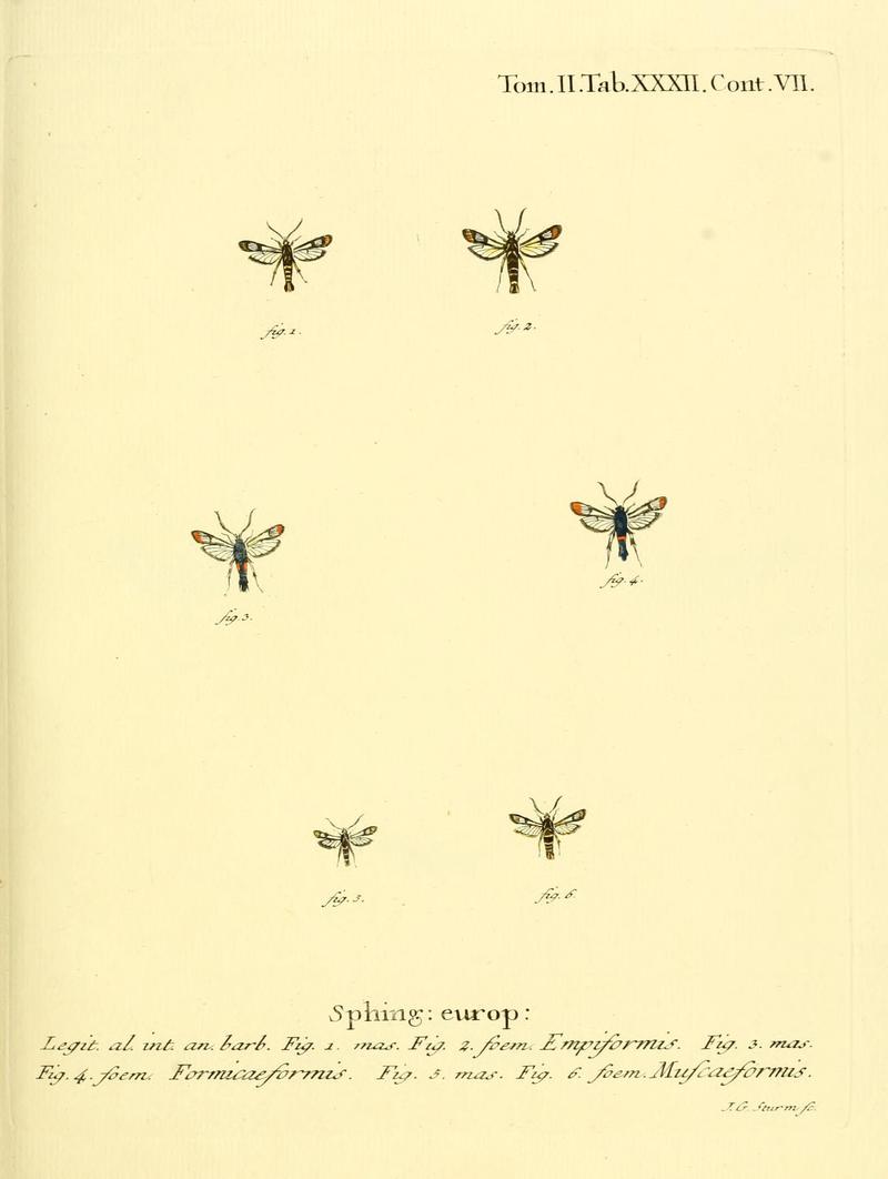 Die Schmetterlinge in Abbildungen nach der Natur (Tab. XXXII) (8141897141)