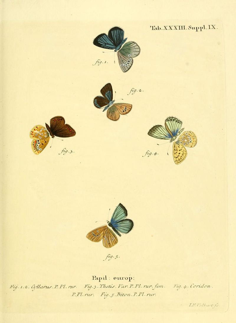 Die Schmetterlinge in Abbildungen nach der Natur (Tab. XXXIII) (6103303708)