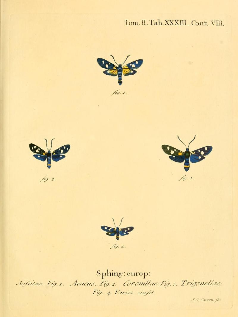 Die Schmetterlinge in Abbildungen nach der Natur (Tab. XXXIII) (8141927652)