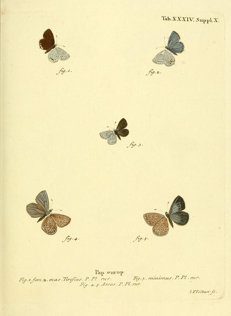 Die Schmetterlinge in Abbildungen nach der Natur (Tab. XXXIV) (6103303920)