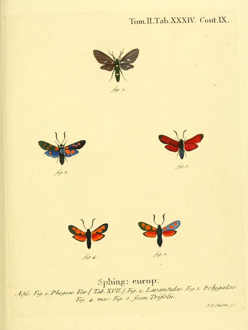 Die Schmetterlinge in Abbildungen nach der Natur (Tab. XXXIV) (8141898101)