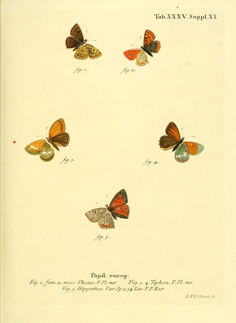 Die Schmetterlinge in Abbildungen nach der Natur (Tab. XXXV) (6103304400)