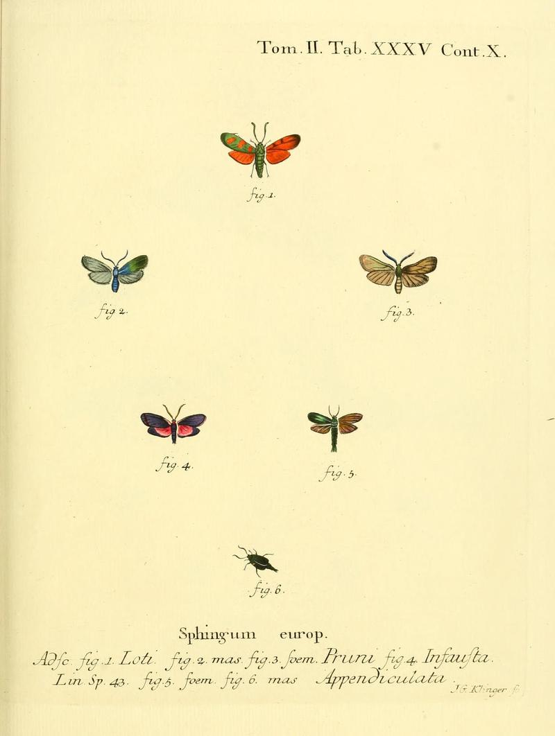 Die Schmetterlinge in Abbildungen nach der Natur (Tab. XXXV) (8141898653)