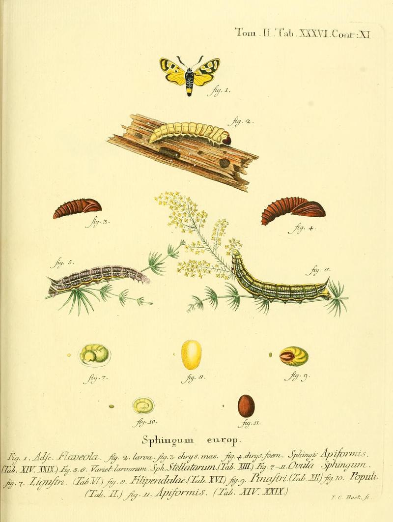 Die Schmetterlinge in Abbildungen nach der Natur (Tab. XXXVI) (8141929226)