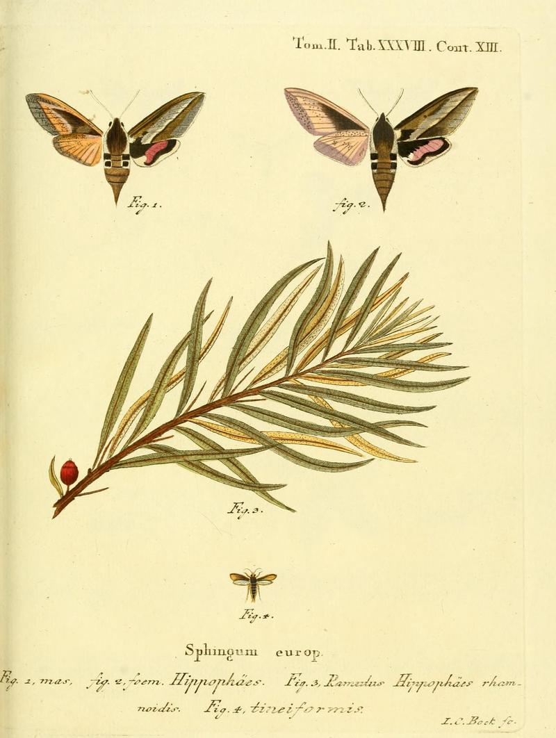 Die Schmetterlinge in Abbildungen nach der Natur (Tab. XXXVIII) (8141930248)