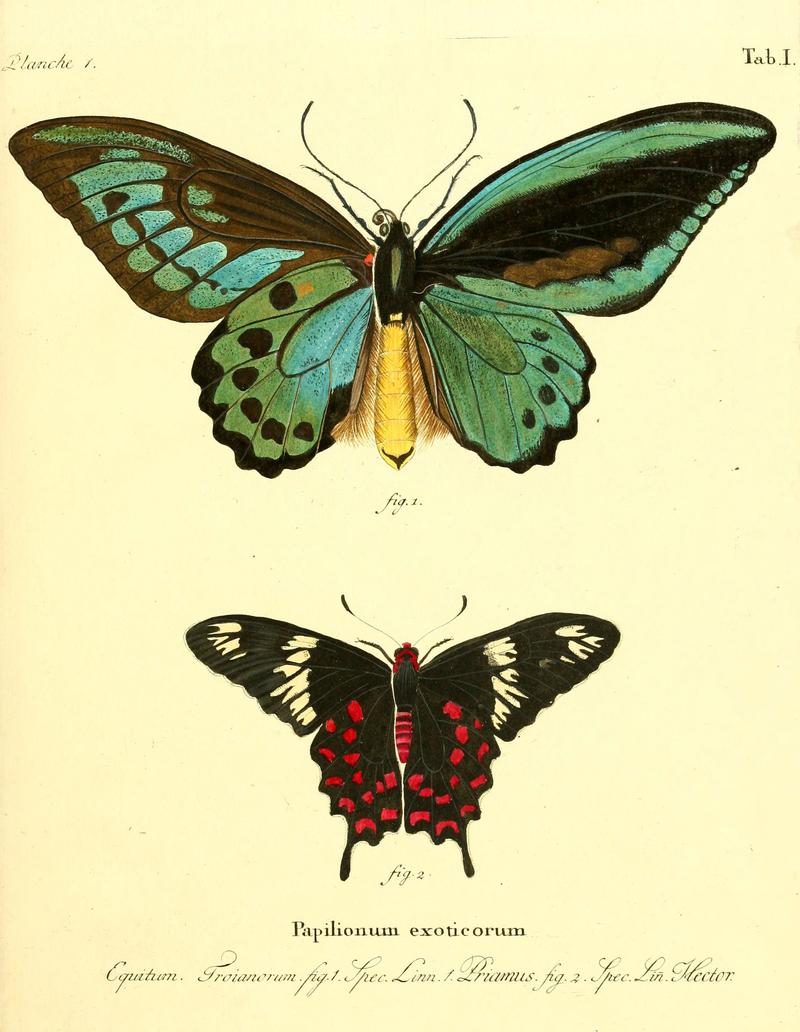 Die ausländischen Schmetterlinge in Abbildungen nach der Natur (Tab. I) (6011985561)