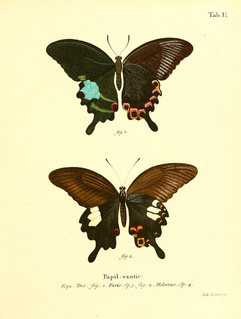 Die ausländischen Schmetterlinge in Abbildungen nach der Natur (Tab. II) (6011985865)