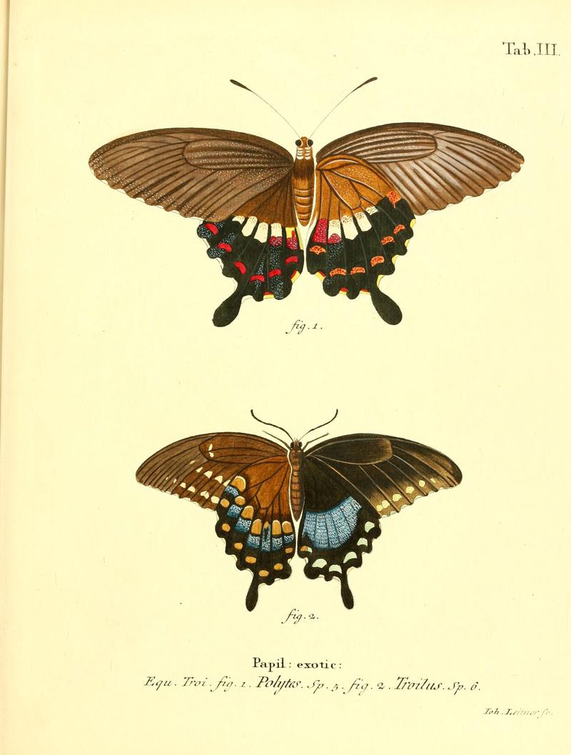 Die ausländischen Schmetterlinge in Abbildungen nach der Natur (Tab. III) (6012532980)
