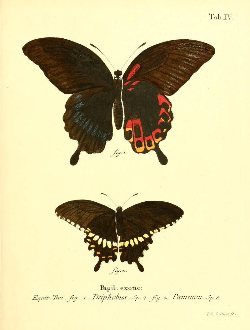 Die ausländischen Schmetterlinge in Abbildungen nach der Natur (Tab. IV) (6011986349)