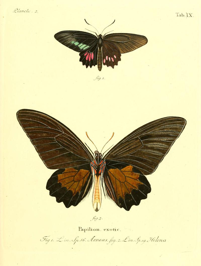 Die ausländischen Schmetterlinge in Abbildungen nach der Natur (Tab. IX) (6012534408)