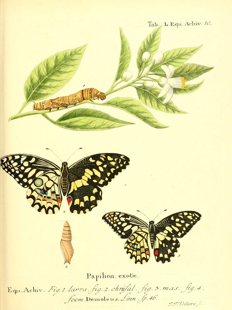 Die ausländischen Schmetterlinge in Abbildungen nach der Natur (Tab. L) (6012001607)