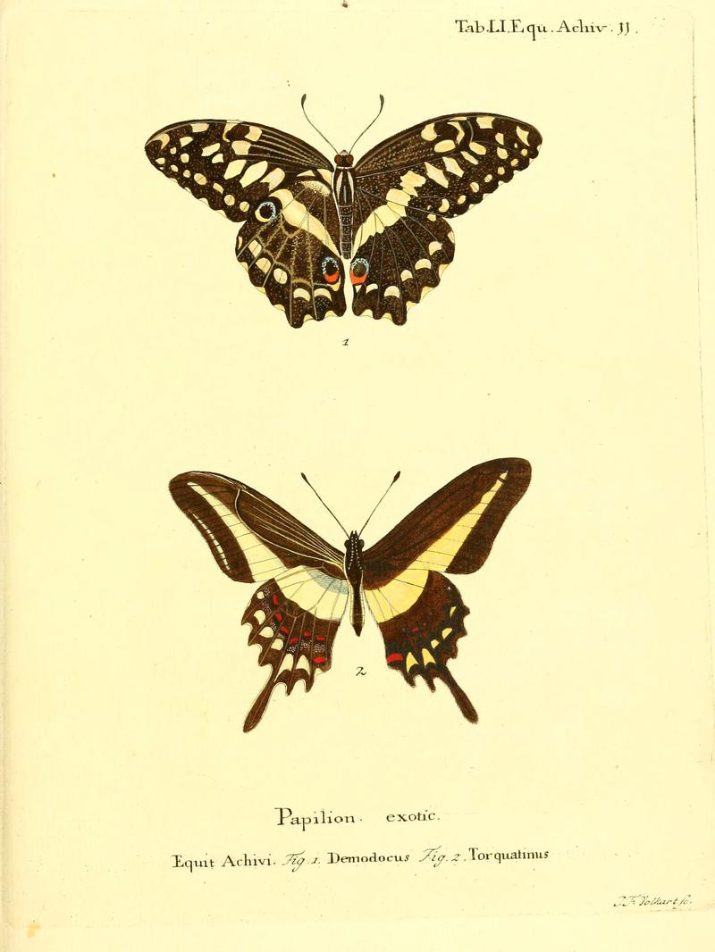 Die ausländischen Schmetterlinge in Abbildungen nach der Natur (Tab. LI) (6012548472)