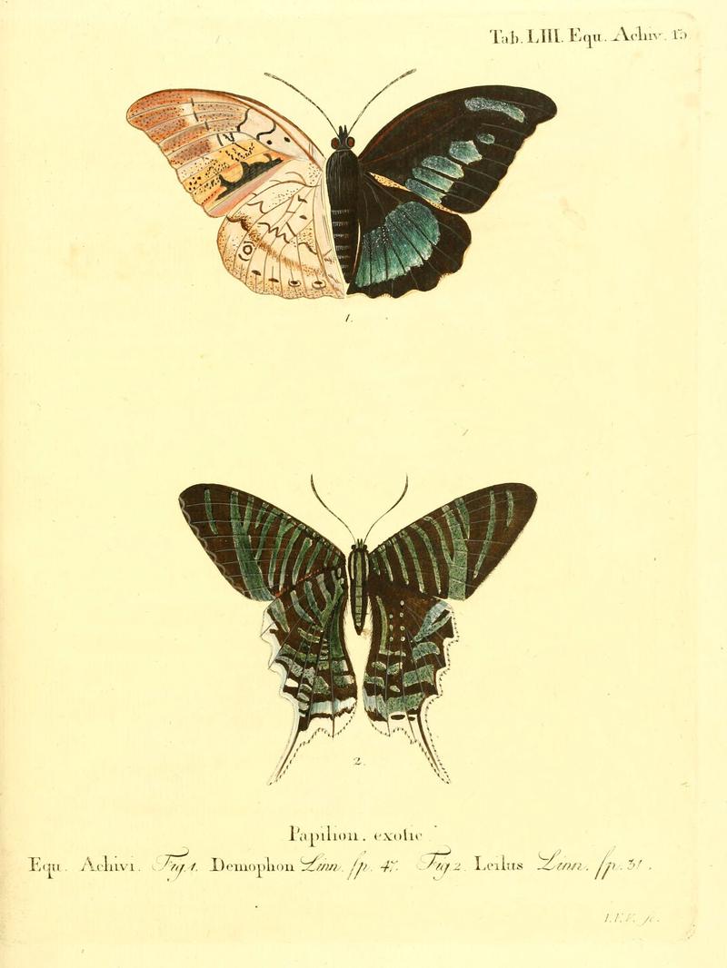 Die ausländischen Schmetterlinge in Abbildungen nach der Natur (Tab. LIII) (6012548830)