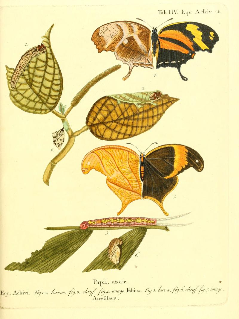 Die ausländischen Schmetterlinge in Abbildungen nach der Natur (Tab. LIV) (6012549134)