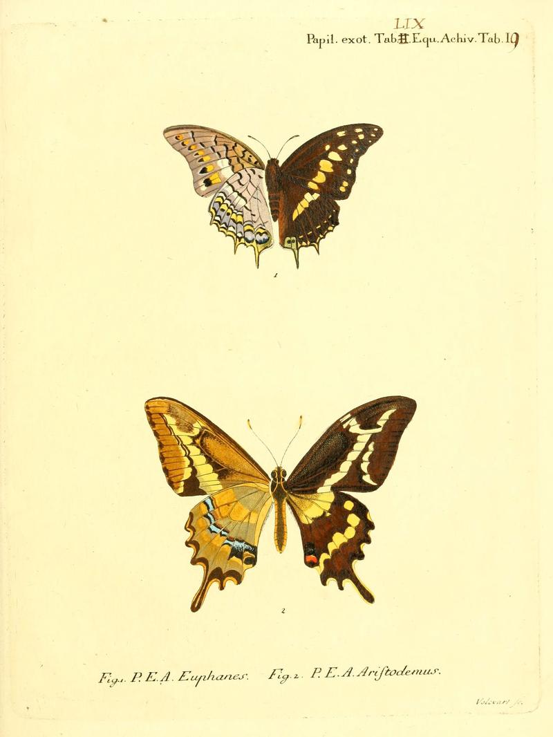 Die ausländischen Schmetterlinge in Abbildungen nach der Natur (Tab. LIX) (6012550412)