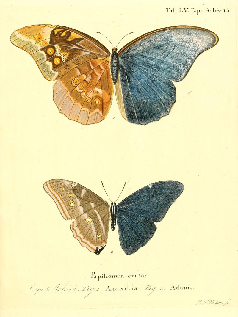 Die ausländischen Schmetterlinge in Abbildungen nach der Natur (Tab. LV) (6012549430)