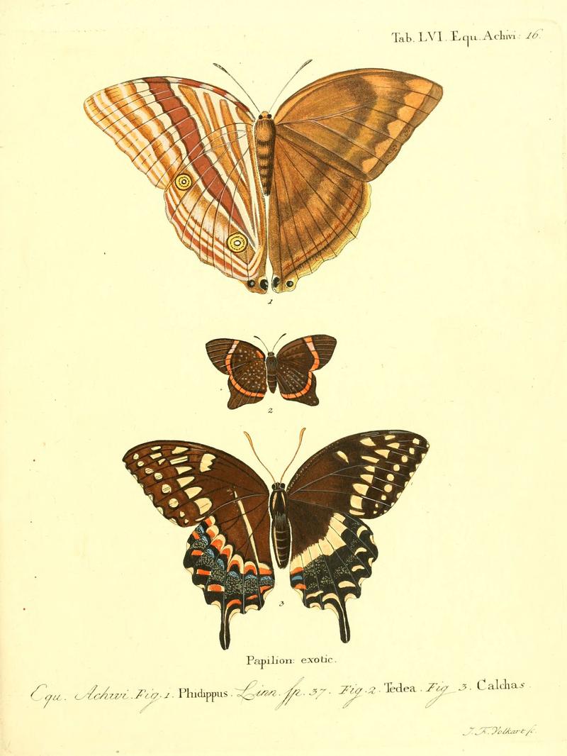 Die ausländischen Schmetterlinge in Abbildungen nach der Natur (Tab. LVI) (6012003027)