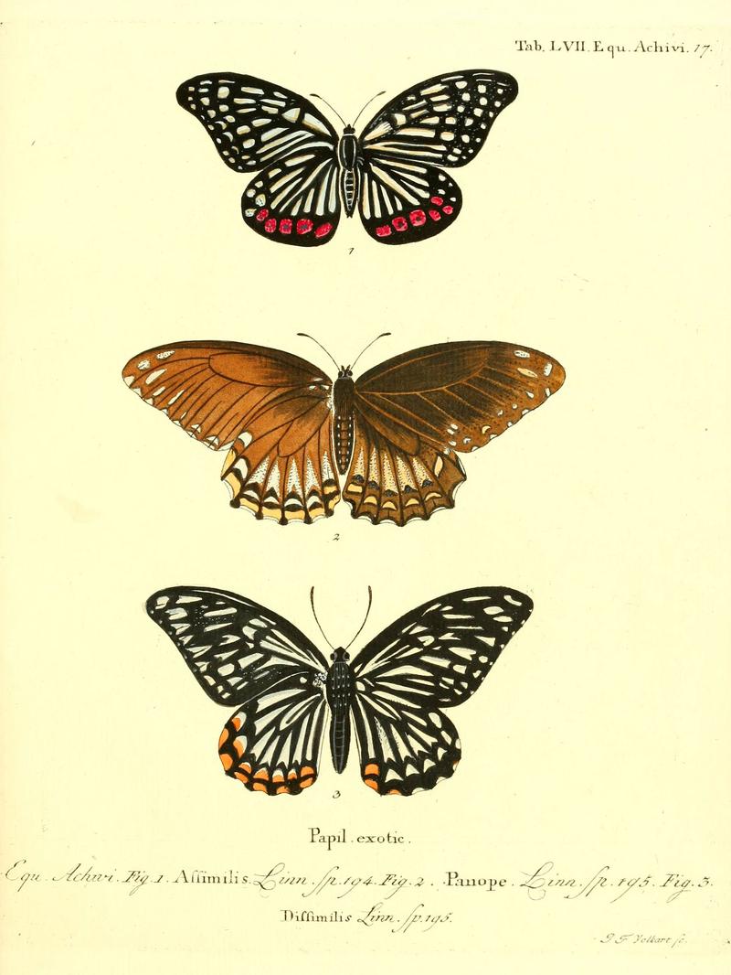 Die ausländischen Schmetterlinge in Abbildungen nach der Natur (Tab. LVII) (6012003281)