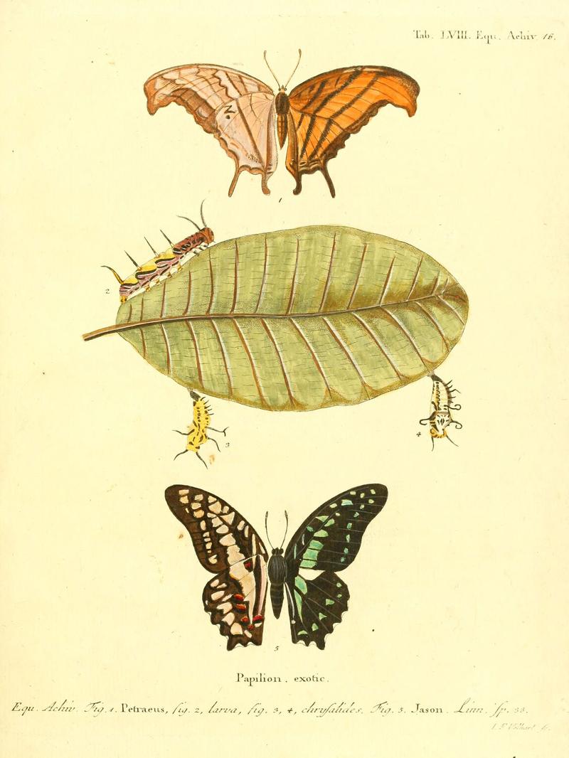 Die ausländischen Schmetterlinge in Abbildungen nach der Natur (Tab. LVIII) (6012549986)