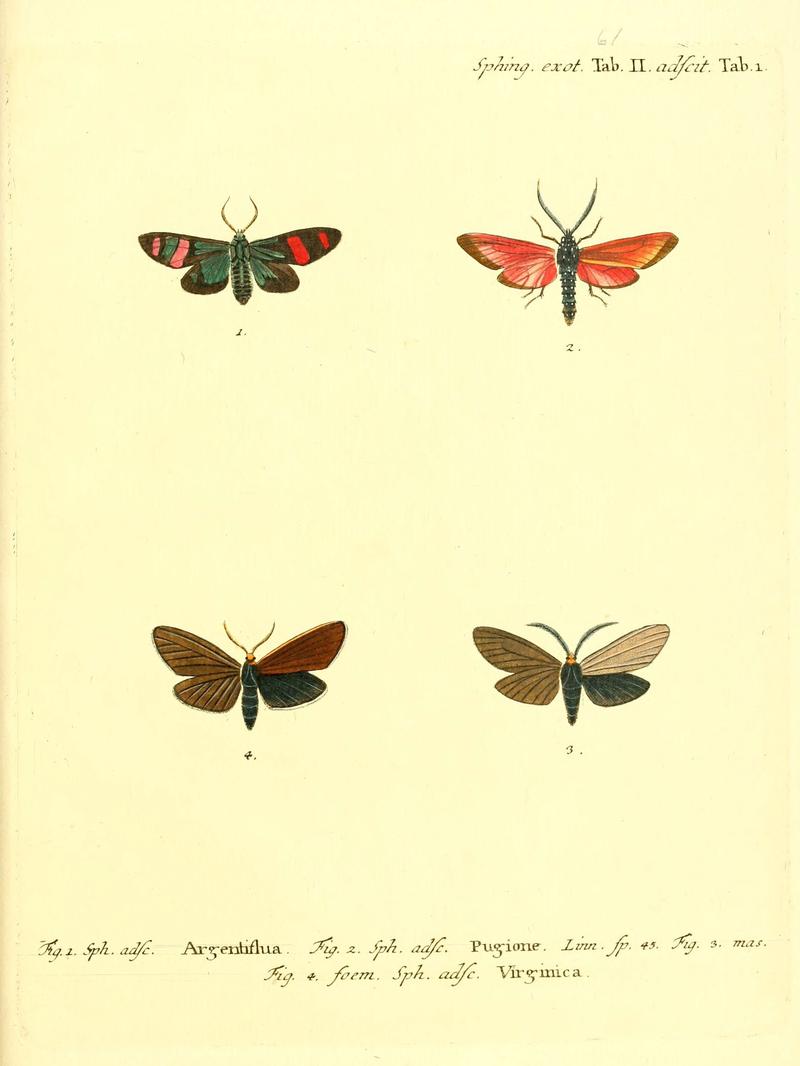 Die ausländischen Schmetterlinge in Abbildungen nach der Natur (Tab. LXI) (6012004263)