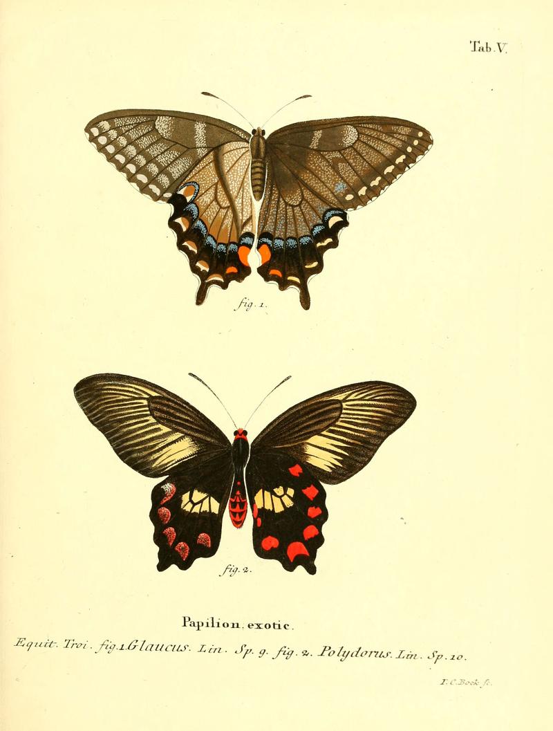 Die ausländischen Schmetterlinge in Abbildungen nach der Natur (Tab. V) (6012533590)