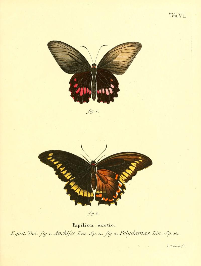 Die ausländischen Schmetterlinge in Abbildungen nach der Natur (Tab. VI) (6011986841)