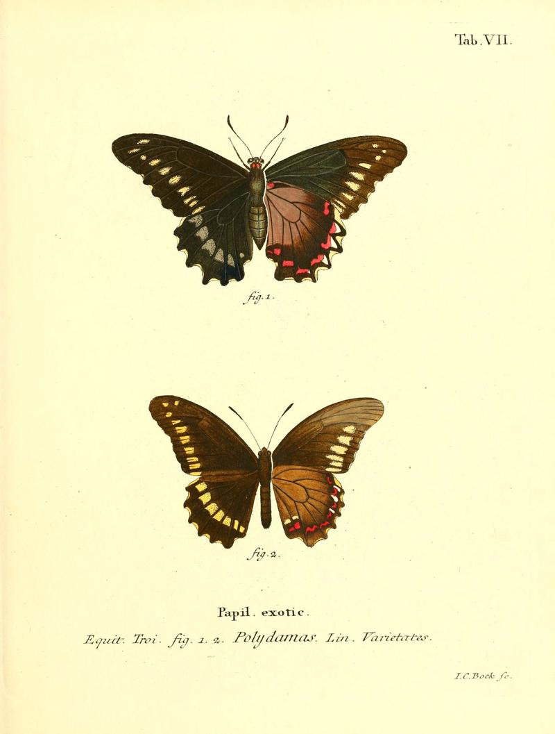 Die ausländischen Schmetterlinge in Abbildungen nach der Natur (Tab. VII) (6012533966)