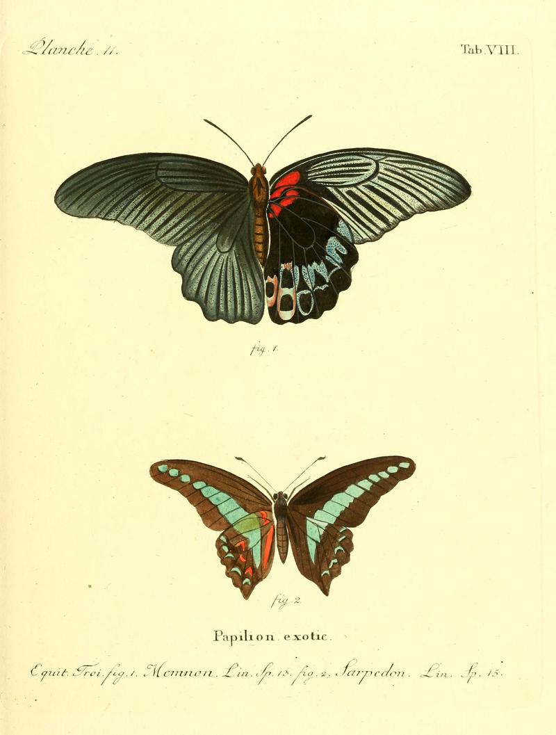Die ausländischen Schmetterlinge in Abbildungen nach der Natur (Tab. VIII) (6011987257)