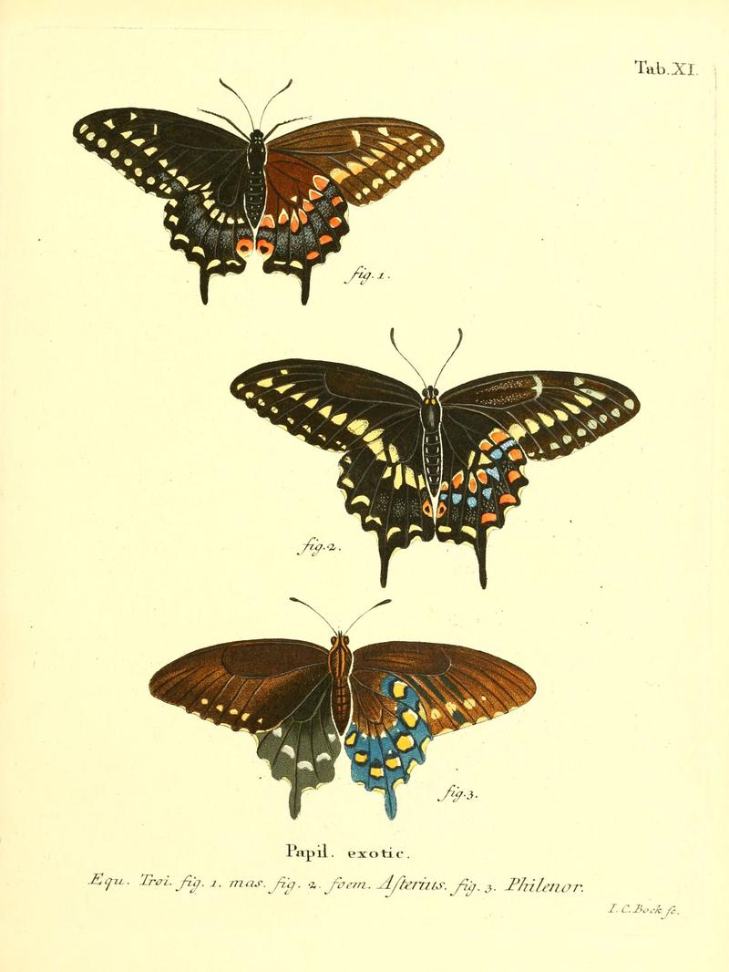 Die ausländischen Schmetterlinge in Abbildungen nach der Natur (Tab. XI) (6011988003)