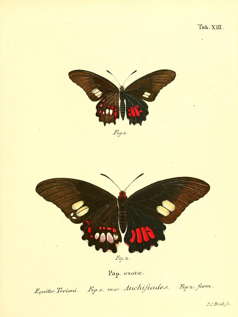 Die ausländischen Schmetterlinge in Abbildungen nach der Natur (Tab. XIII) (6012536006)