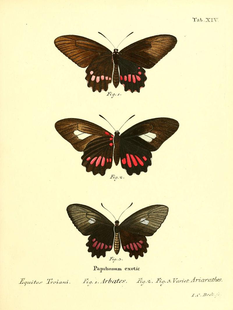Die ausländischen Schmetterlinge in Abbildungen nach der Natur (Tab. XIV) (6012536314)