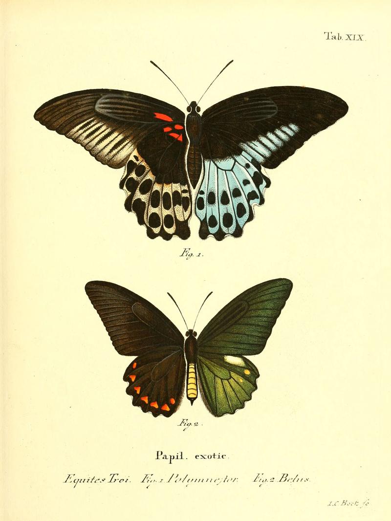 Die ausländischen Schmetterlinge in Abbildungen nach der Natur (Tab. XIX) (6012537816)