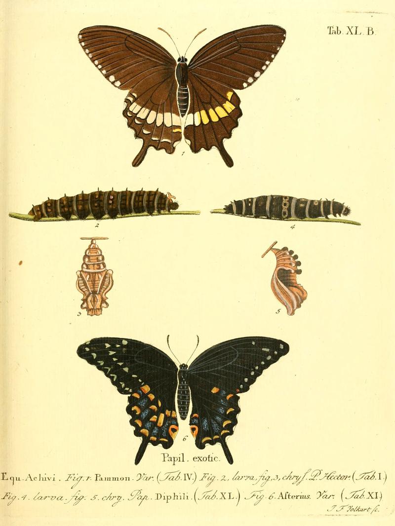 Die ausländischen Schmetterlinge in Abbildungen nach der Natur (Tab. XL. B) (6011997805)