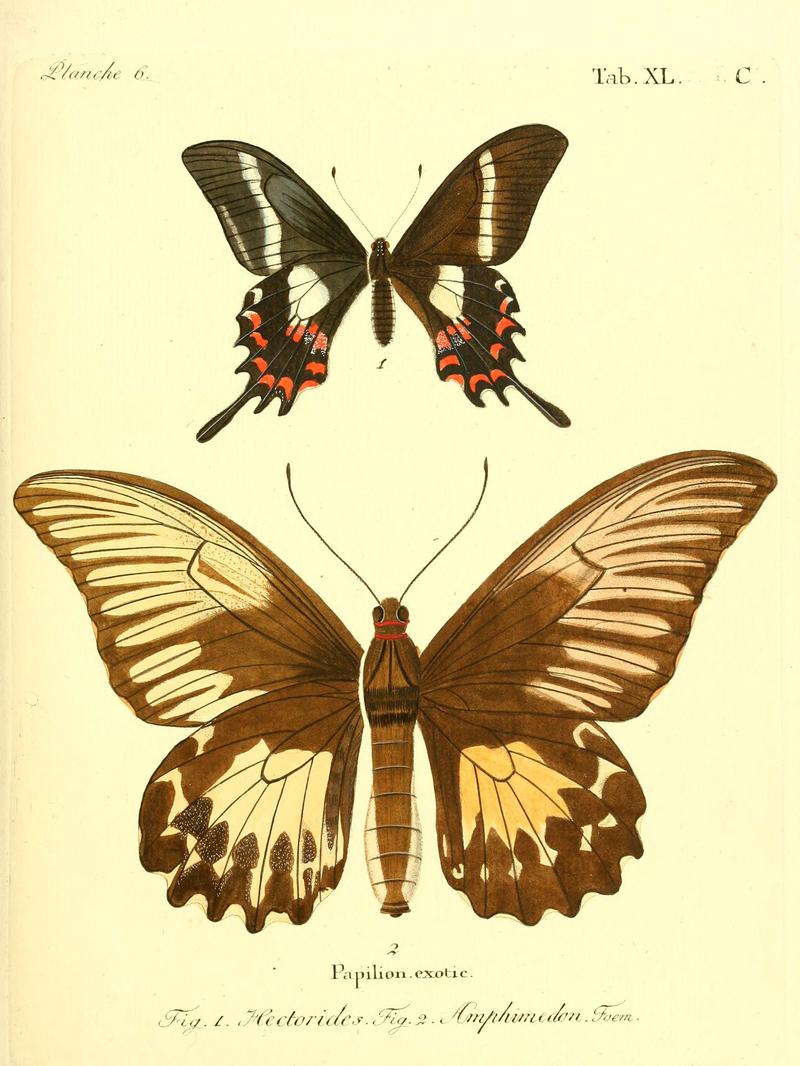 Die ausländischen Schmetterlinge in Abbildungen nach der Natur (Tab. XL. C) (6011998017)