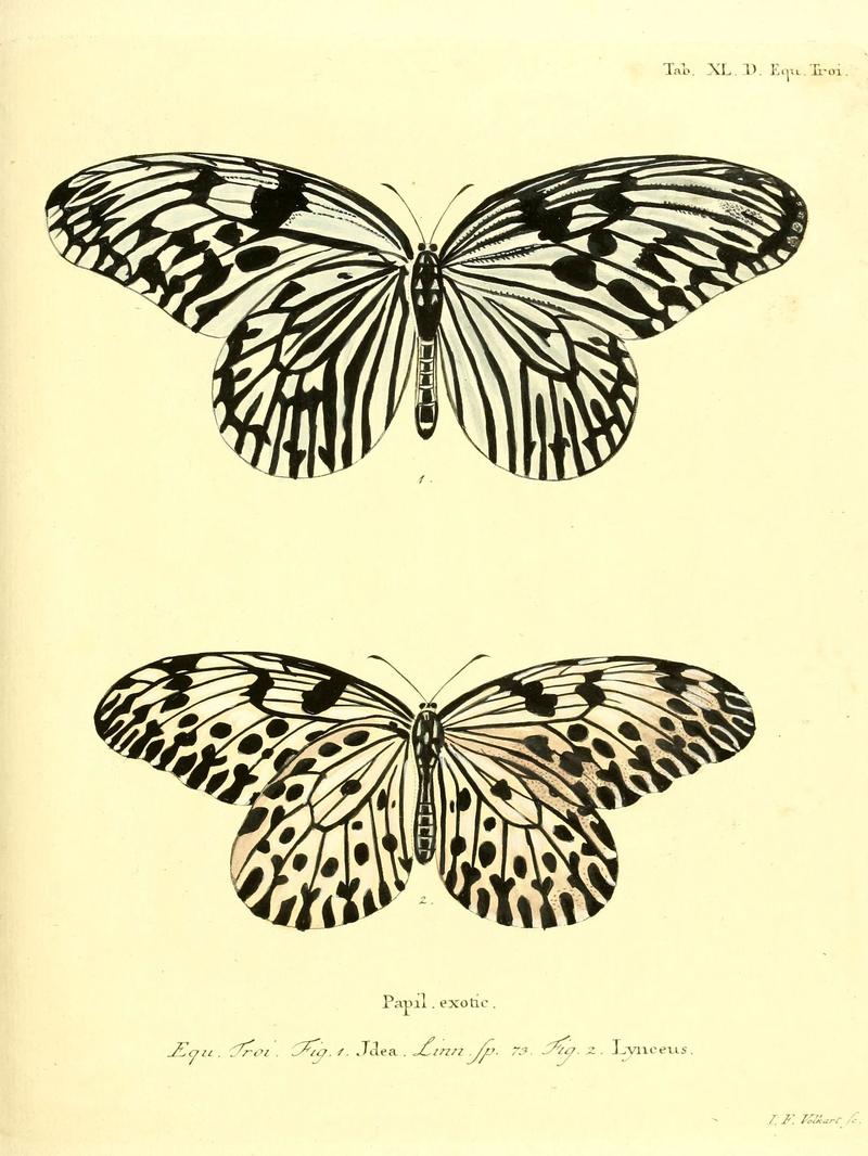 Die ausländischen Schmetterlinge in Abbildungen nach der Natur (Tab. XL. D) (6011998347)