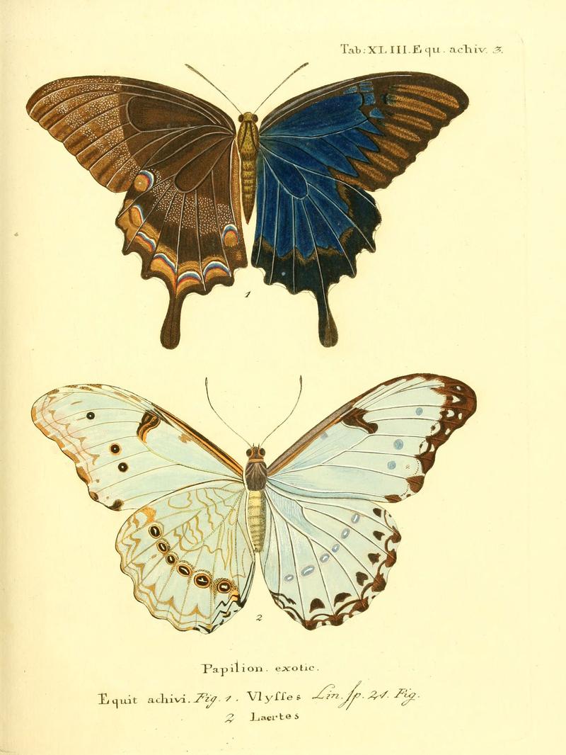 Die ausländischen Schmetterlinge in Abbildungen nach der Natur (Tab. XLIII) (6011999119)