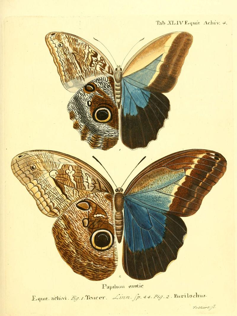 Die ausländischen Schmetterlinge in Abbildungen nach der Natur (Tab. XLIV) (6012546032)