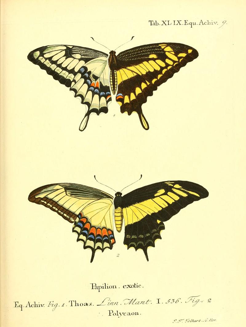 Die ausländischen Schmetterlinge in Abbildungen nach der Natur (Tab. XLIX) (6012001131)