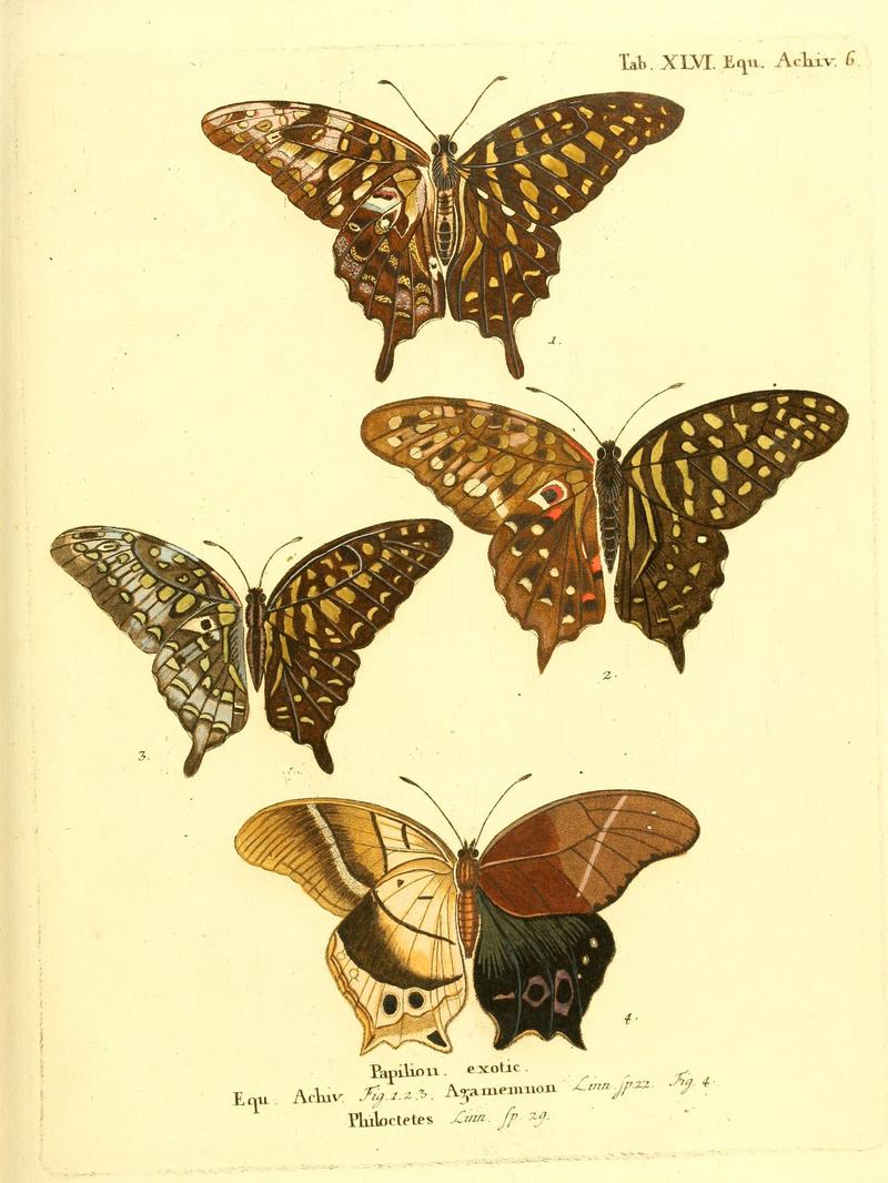 Die ausländischen Schmetterlinge in Abbildungen nach der Natur (Tab. XLVI) (6012000207)